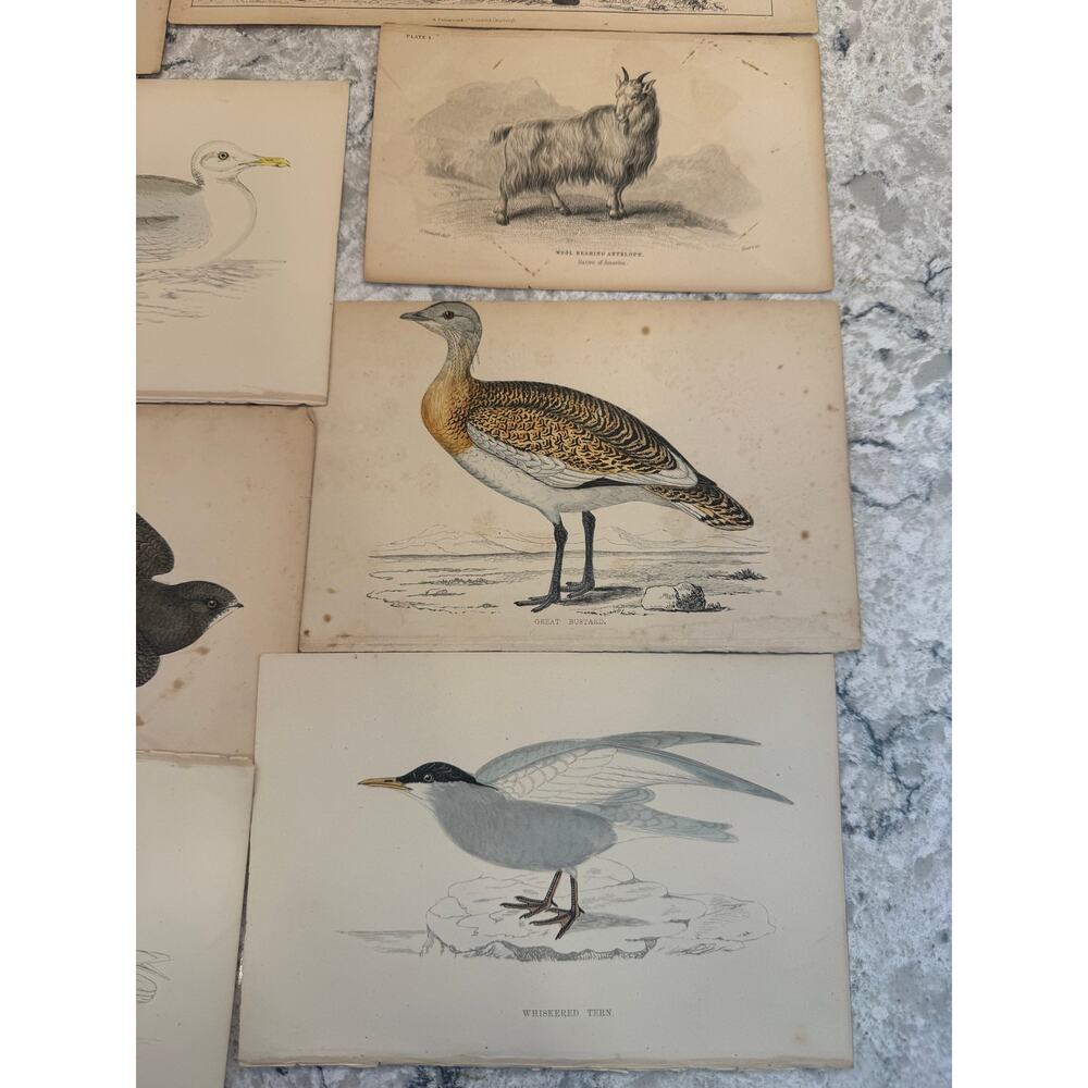 Collection of 15 Antique Ornithological & Natural History Prints Various Animals - Picture 13 of 13